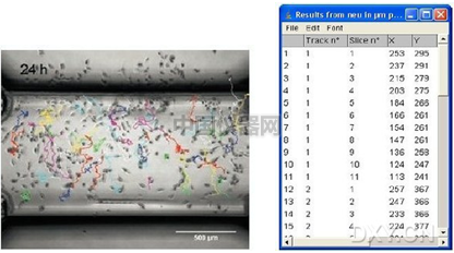 易必迪ibidi細胞趨化性試驗 u-Slide Chemotaxis 2D 圖5.png