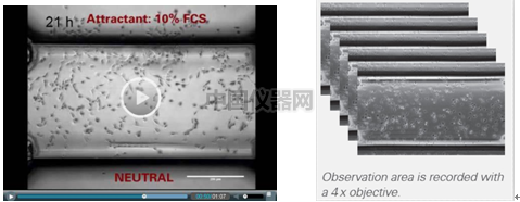 易必迪ibidi細胞趨化性試驗 u-Slide Chemotaxis 2D 圖6.png