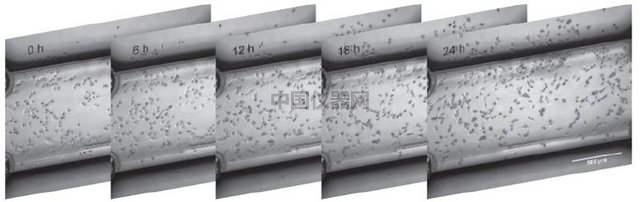 易必迪ibidi細胞趨化性試驗 u-Slide Chemotaxis 2D 圖4.png