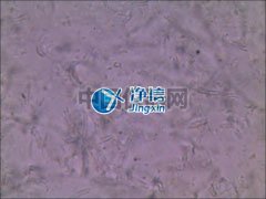 全自動樣品快速研磨儀研磨青霉菌提取線粒體實驗-上海凈信