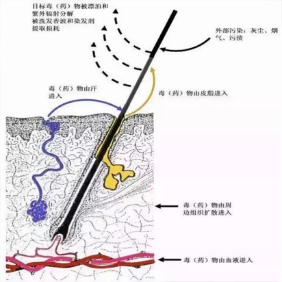 毛發(fā)毒品檢測儀檢測毛發(fā)的優(yōu)勢-特點