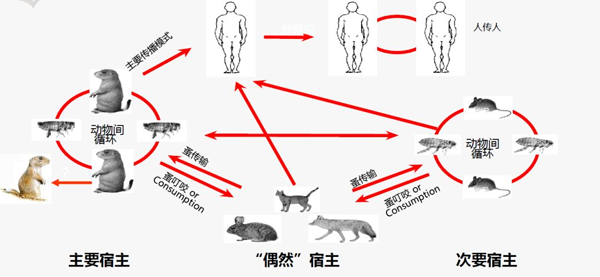 病媒生物性傳染